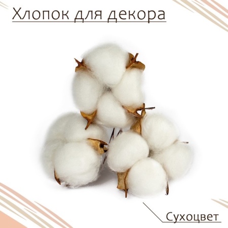 Сухой цветок хлопка, цвет белый (1 шт.)